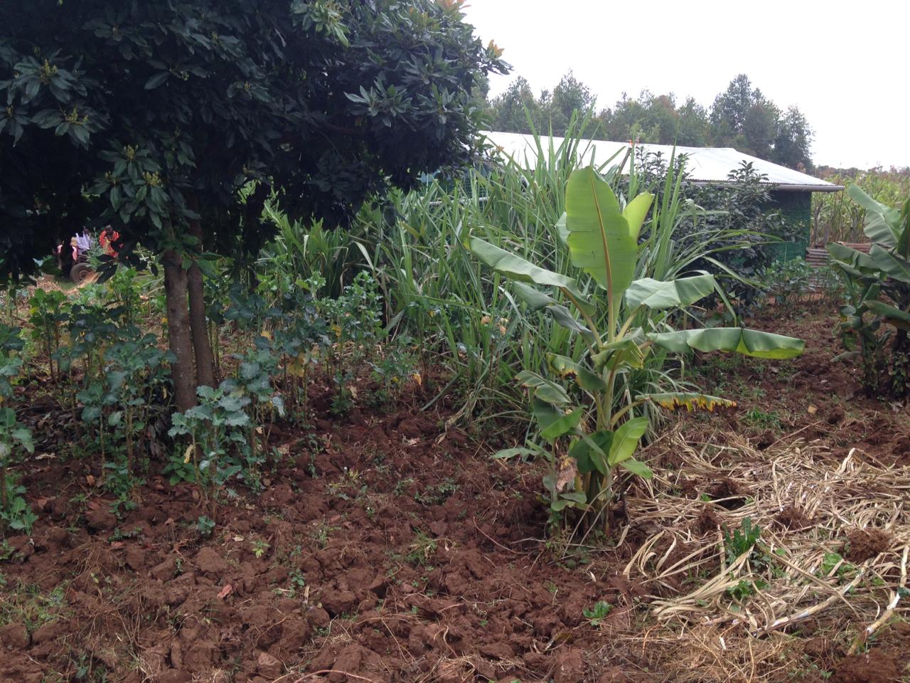 159 ft by 101 ft plot  with a homestead on distress sale in Thigio Limuru