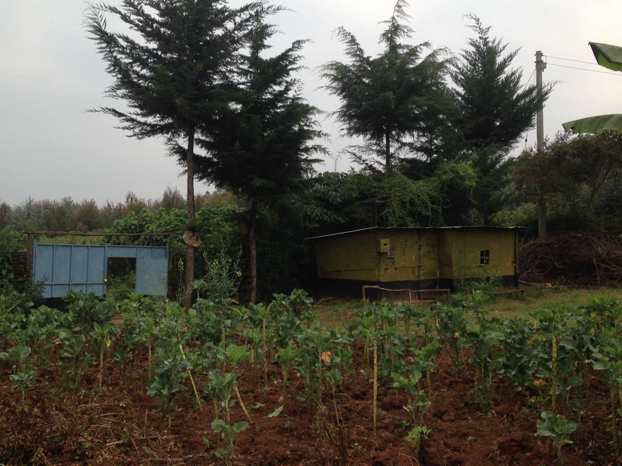 159 ft by 101 ft plot  with a homestead on distress sale in Thigio Limuru