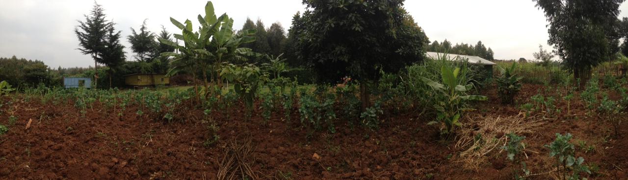 159 ft by 101 ft plot  with a homestead on distress sale in Thigio Limuru