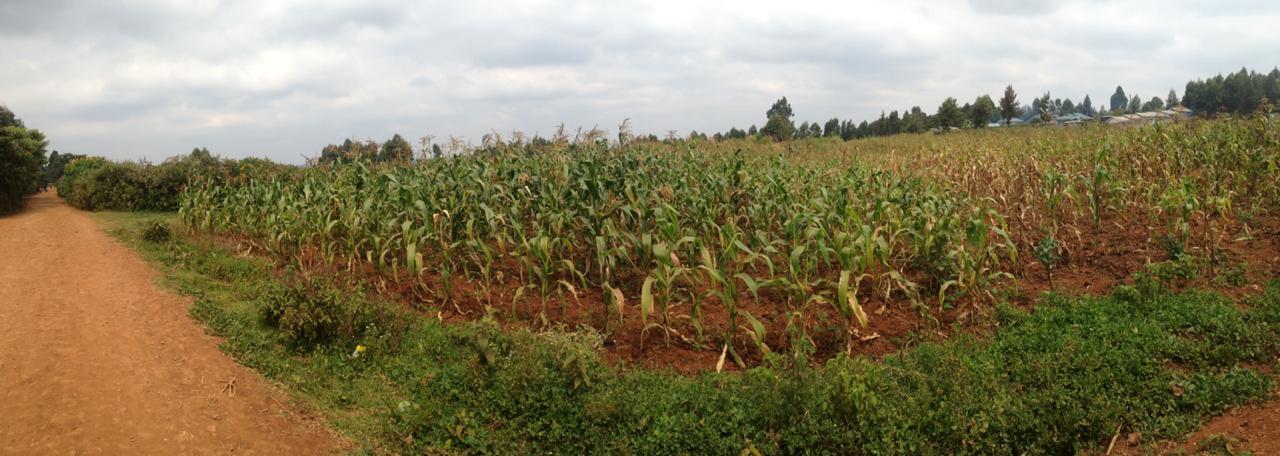 1 Acre Plot for sale in Kikuyu behind Kamangu Town. Distress sale