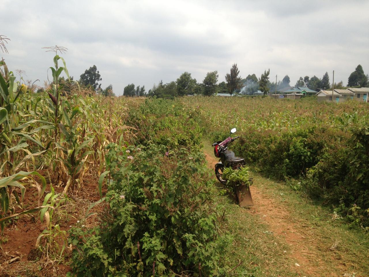 1 Acre Plot for sale in Kikuyu behind Kamangu Town. Distress sale