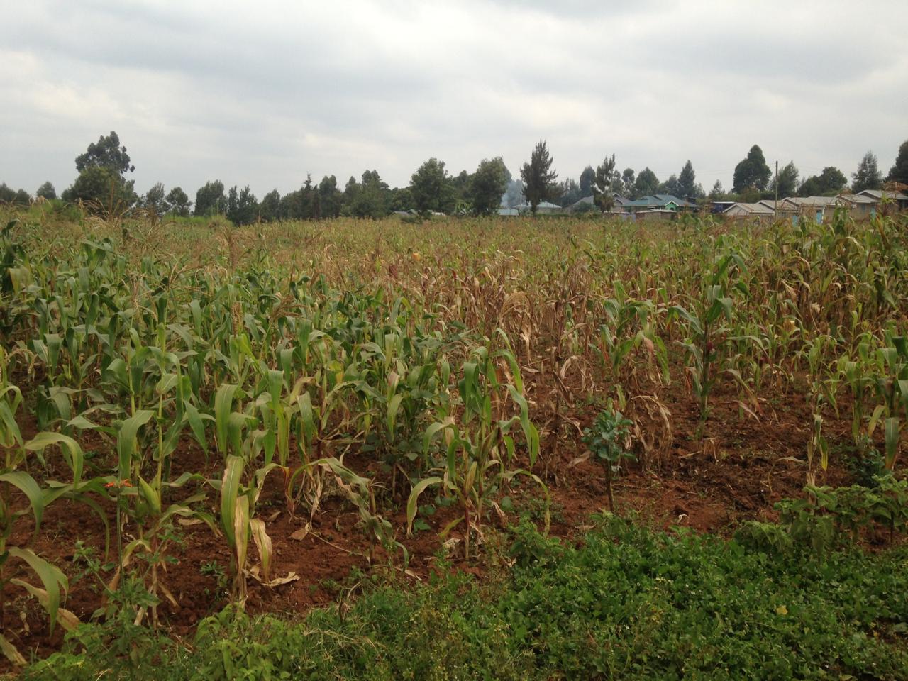 1 Acre Plot for sale in Kikuyu behind Kamangu Town. Distress sale