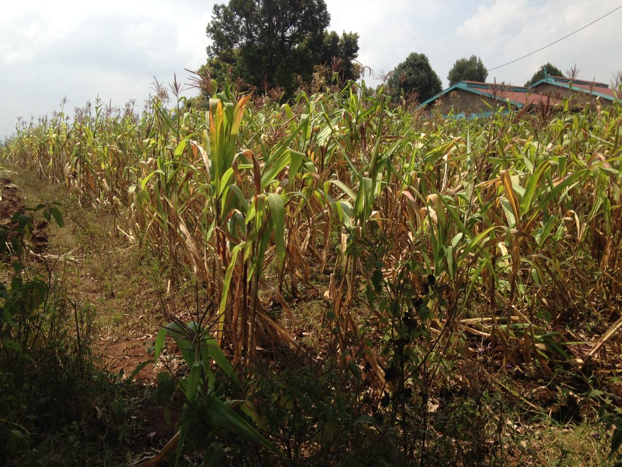 1 1/2 Acre plot for sale in Limuru Ndeiya